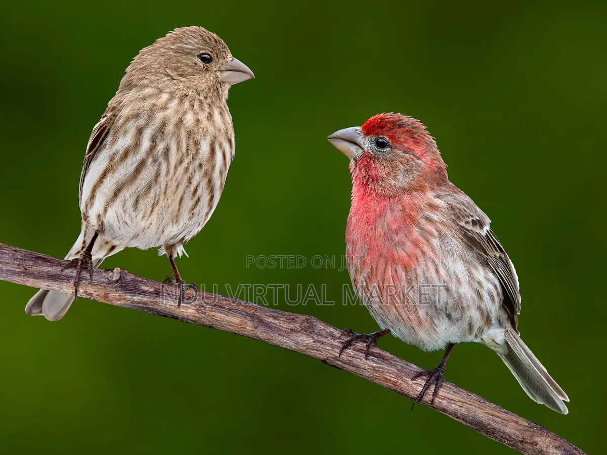 Finches - Many Colours Available