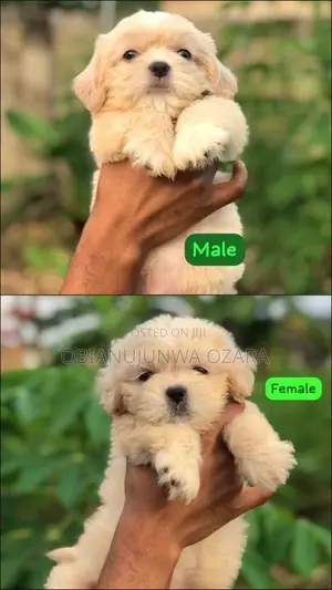 1-3 months Female Purebred Lhasa Apso