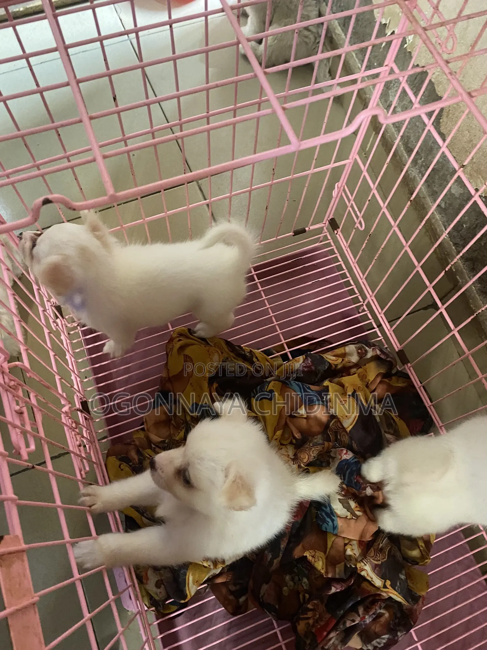 1-3 months Female Purebred American Eskimo