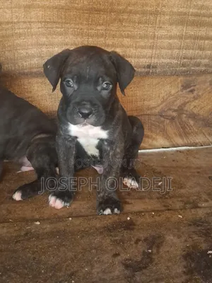 1-3 months Male Purebred Cane Corso