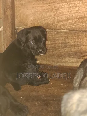 1-3 months Male Purebred Cane Corso