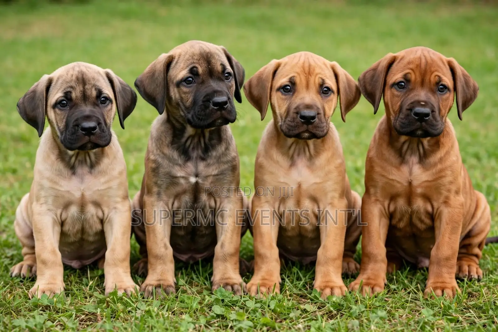1-3 months Female Purebred Boerboel