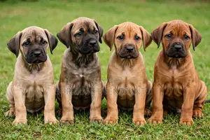 1-3 months Female Purebred Boerboel
