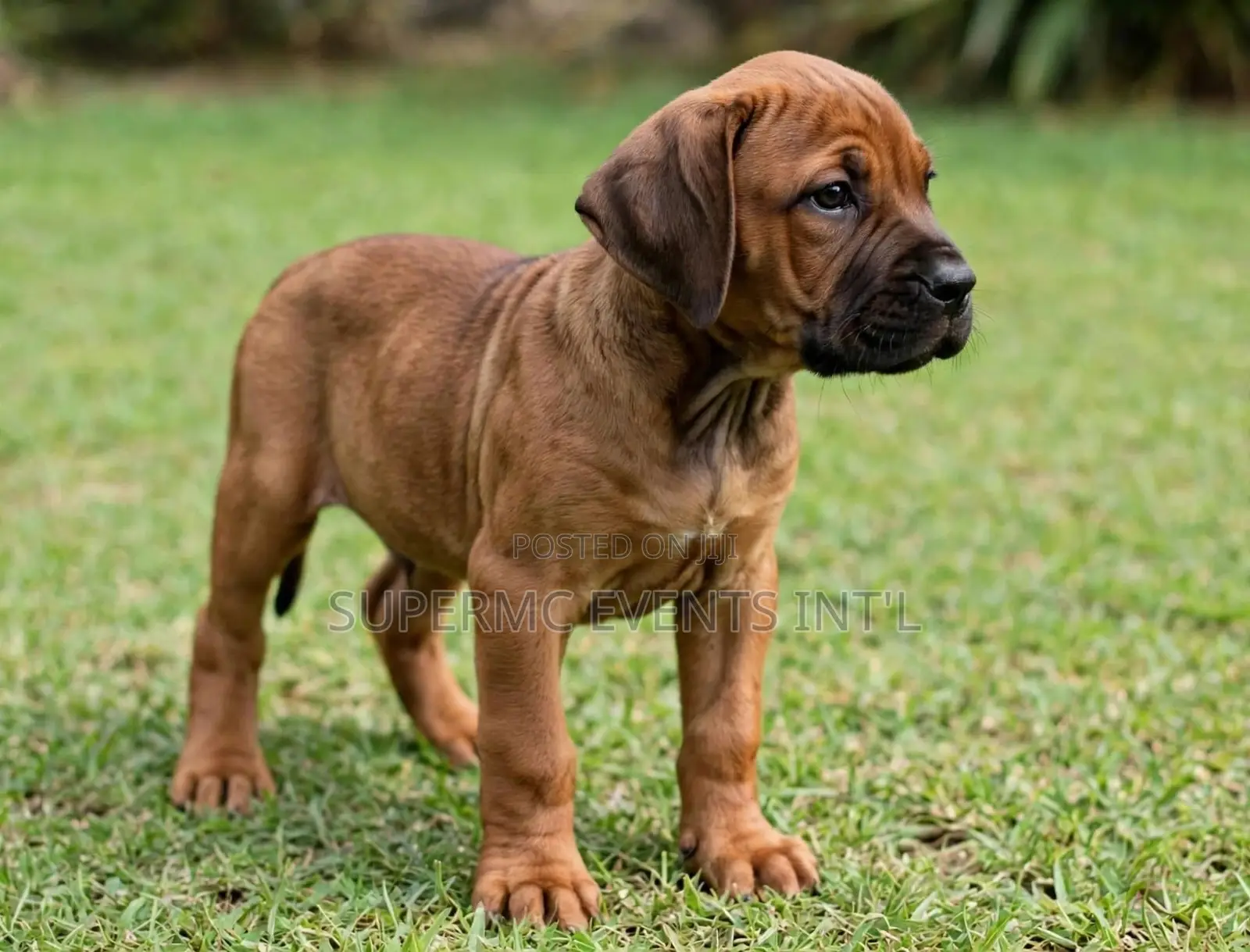 1-3 months Female Purebred Boerboel