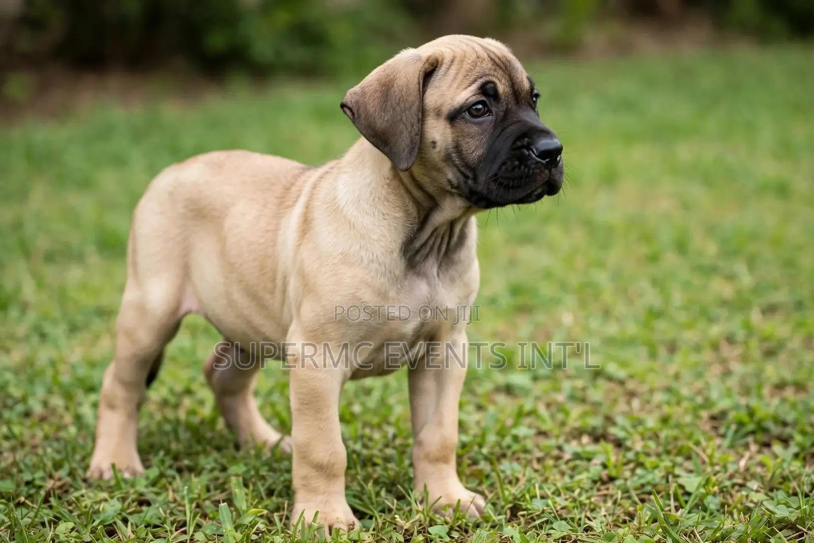 1-3 months Female Purebred Boerboel