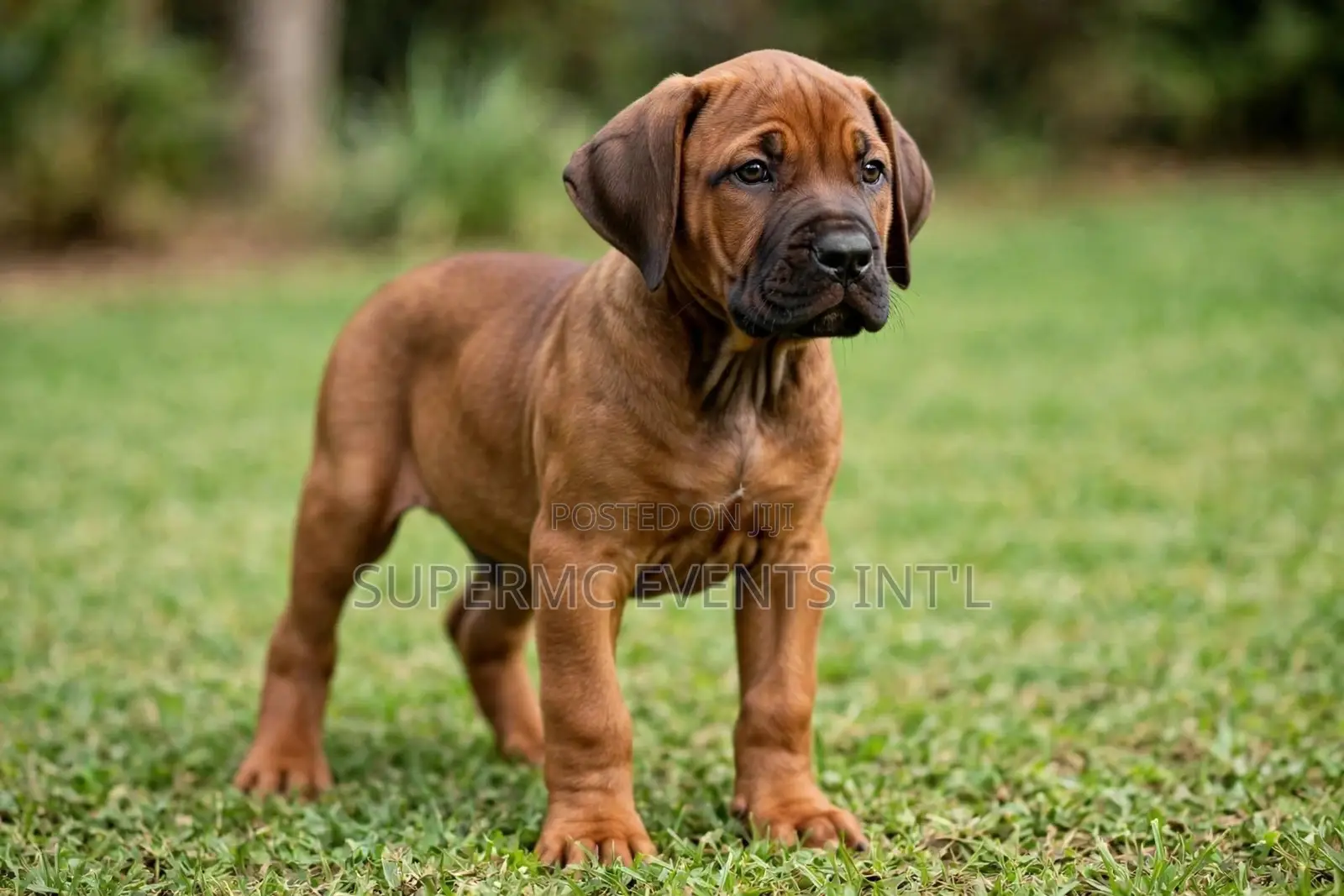 1-3 months Female Purebred Boerboel