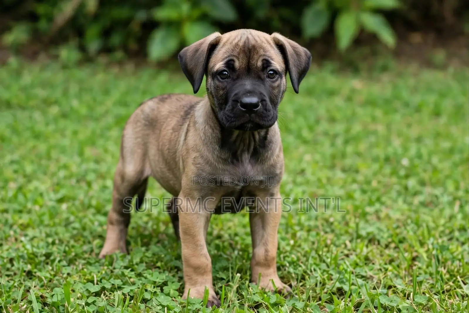 1-3 months Female Purebred Boerboel