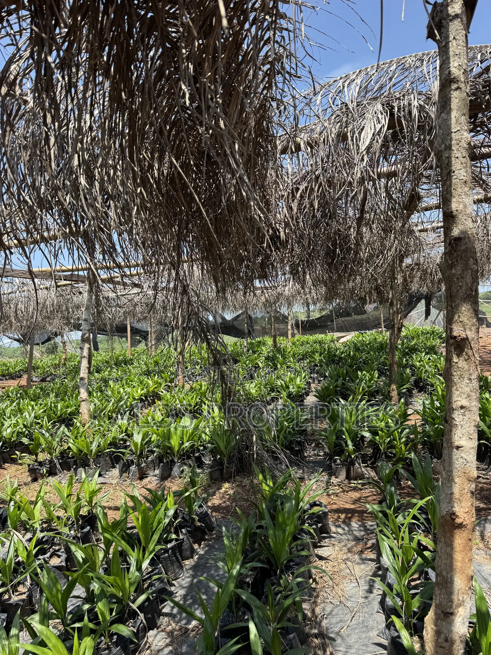 1 Acre Farm Land With 60 Palm Tree for Sale