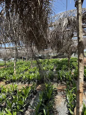 1 Acre Farm Land With 60 Palm Tree for Sale