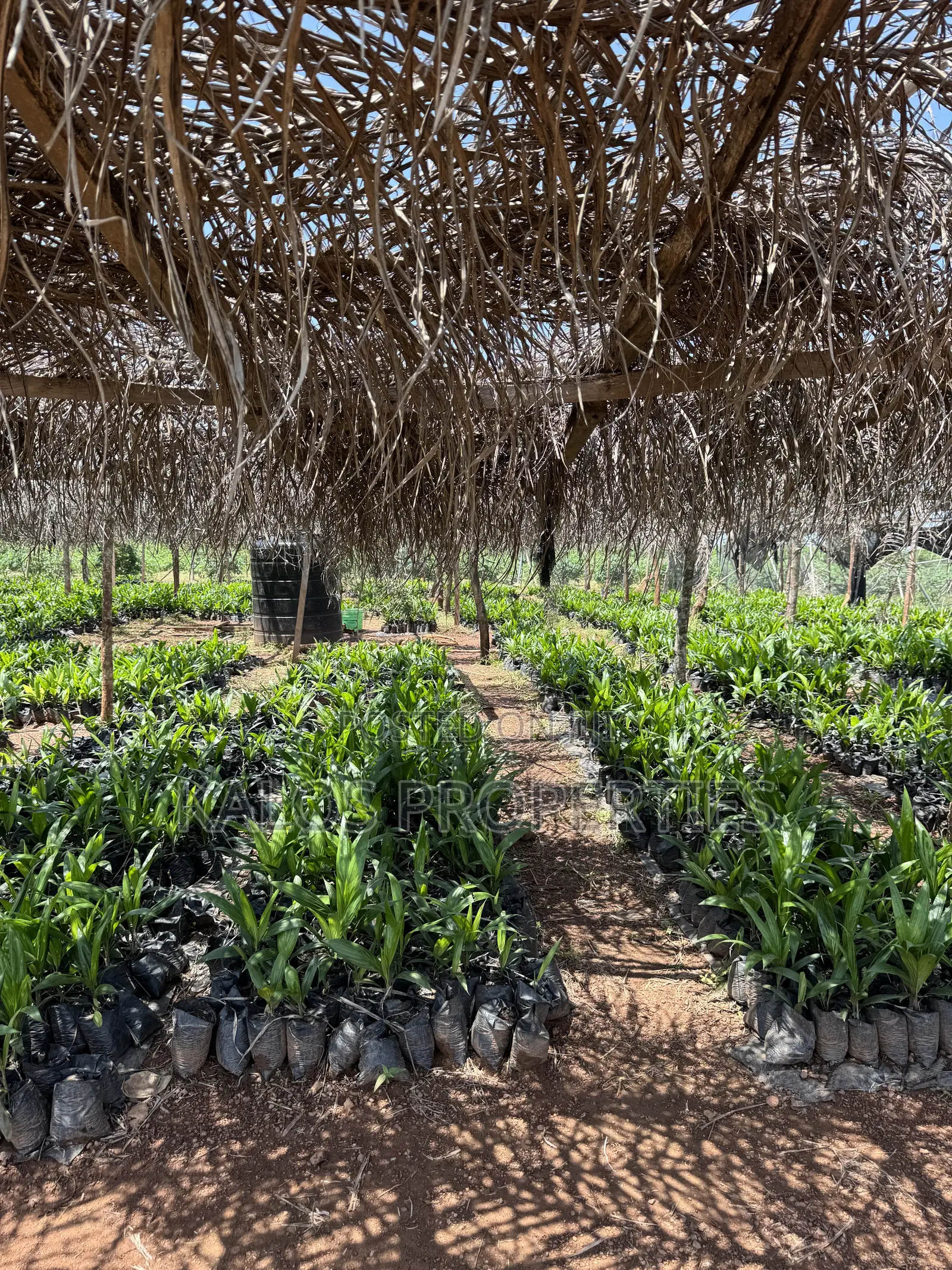 1 Acre Farm Land With 60 Palm Tree for Sale