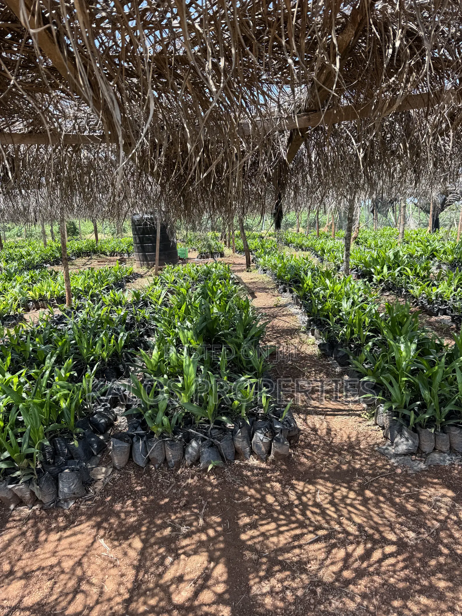 1 Acre Farm Land With 60 Palm Tree for Sale