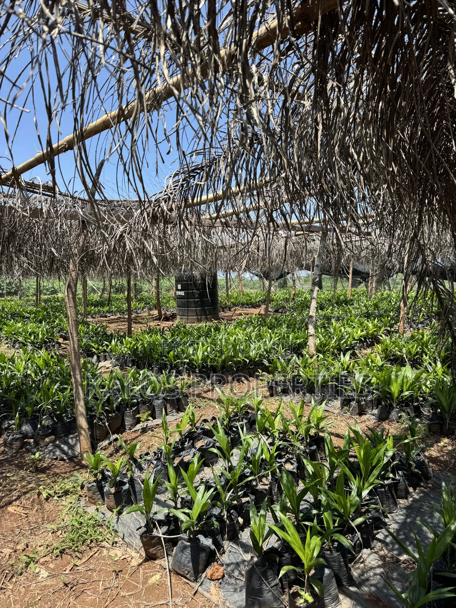 1 Acre Farm Land With 60 Palm Tree for Sale