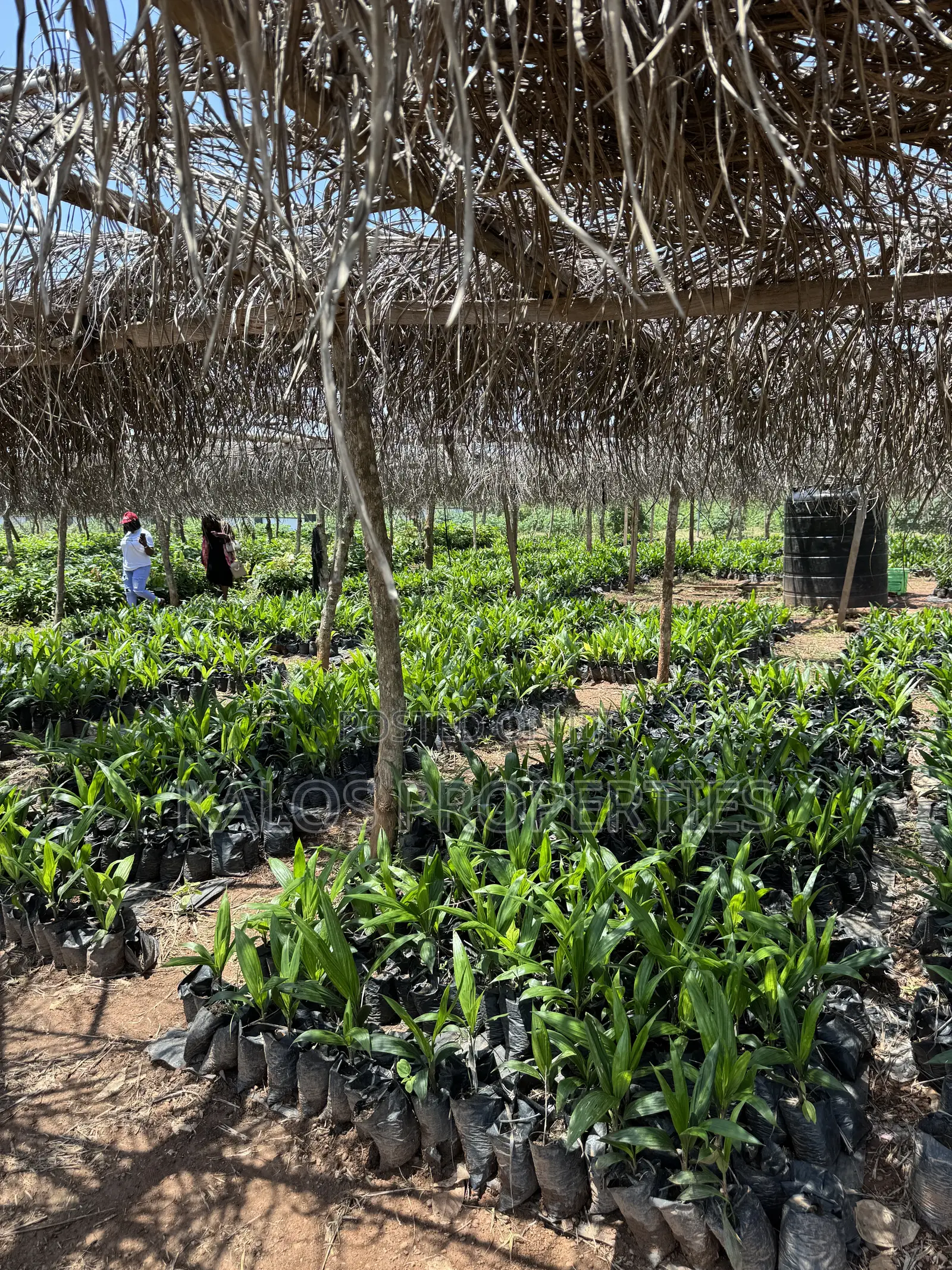 1 Acre Farm Land With 60 Palm Tree for Sale