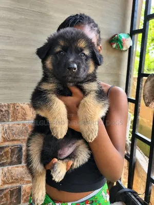1-3 months Male Purebred German Shepherd