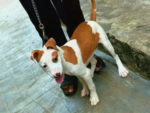 1-3 months Female Purebred American Pit Bull Terrier