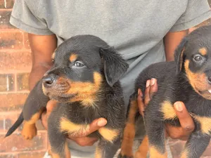 1-3 months Female Purebred Rottweiler