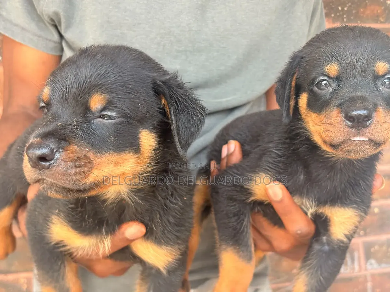 1-3 months Female Purebred Rottweiler