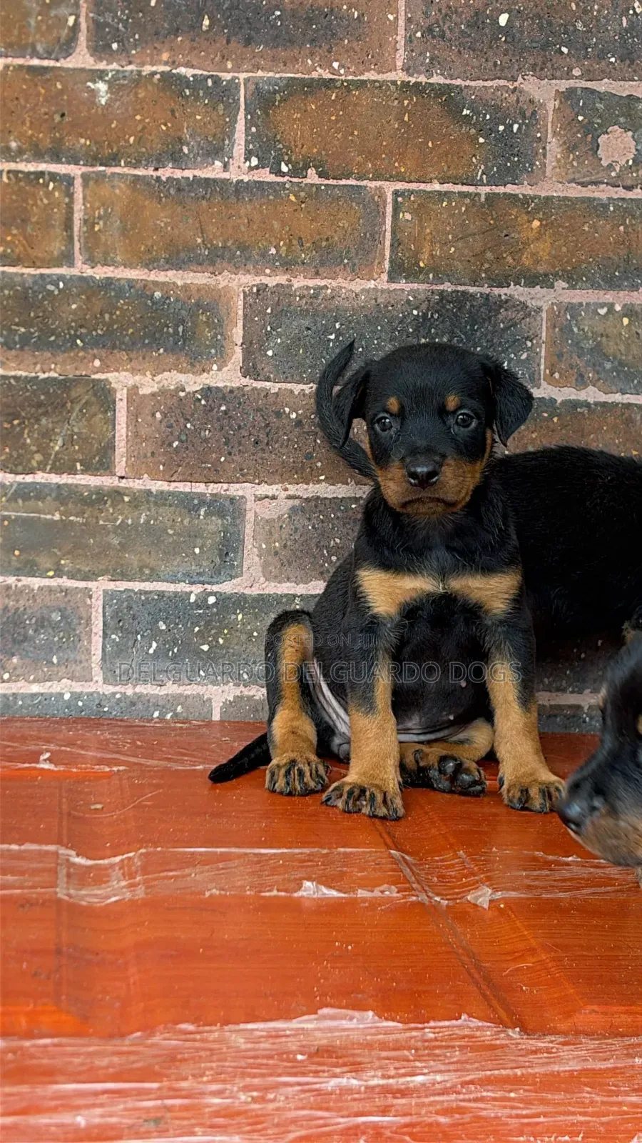 1-3 months Female Purebred Rottweiler
