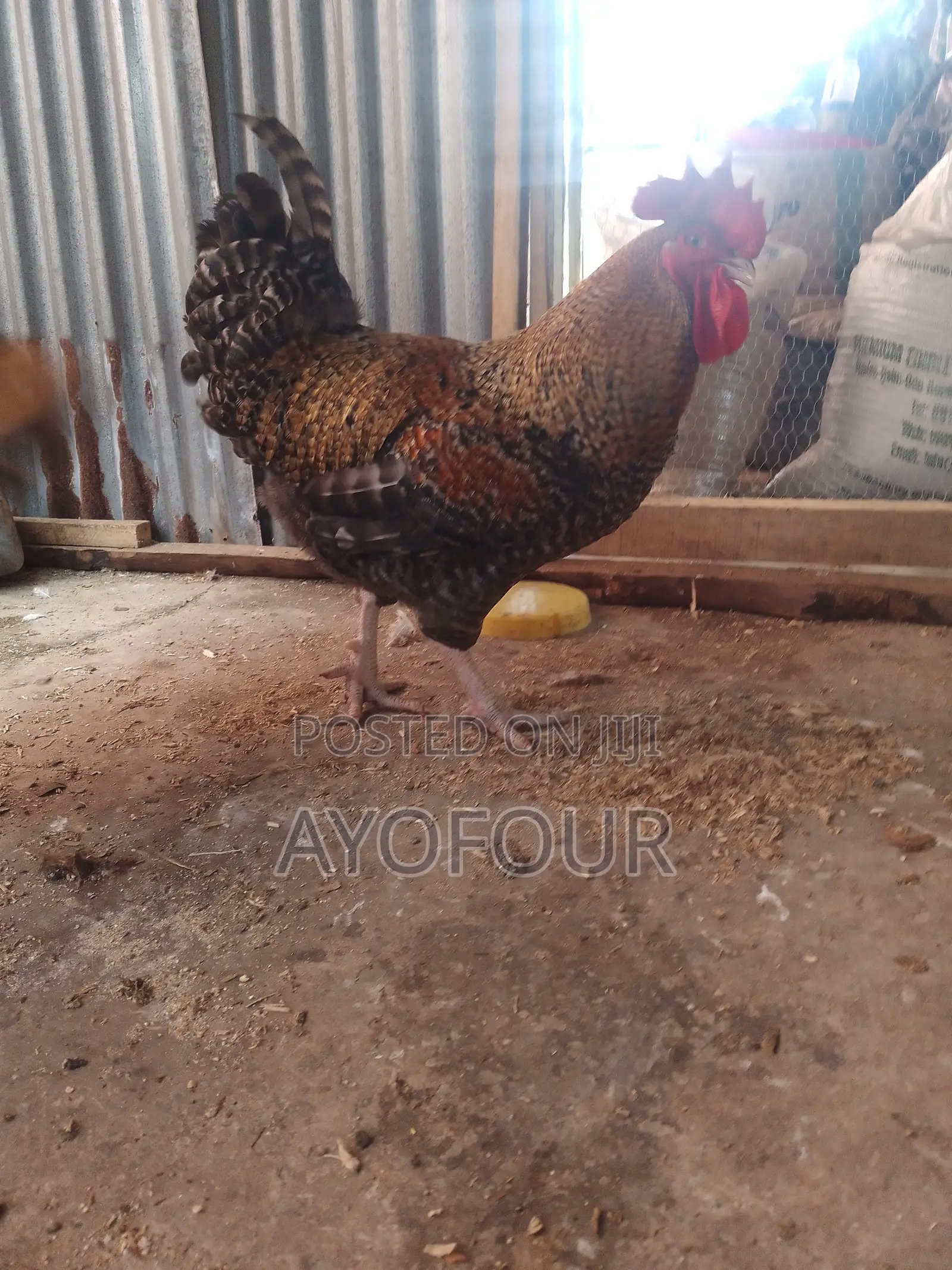 Mature Noiler Chicken