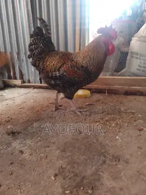 Mature Noiler Chicken