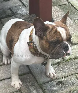 1+ year Male Purebred French Bulldog