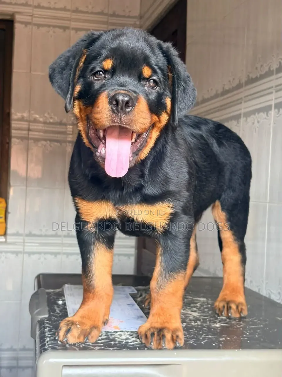 1-3 months Male Purebred Rottweiler