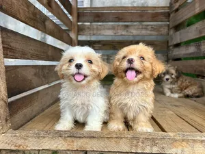1-3 months Female Purebred Lhasa Apso