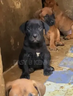1-3 months Female Purebred Boerboel