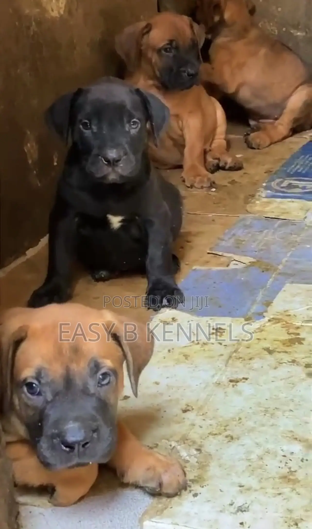 1-3 months Female Purebred Boerboel