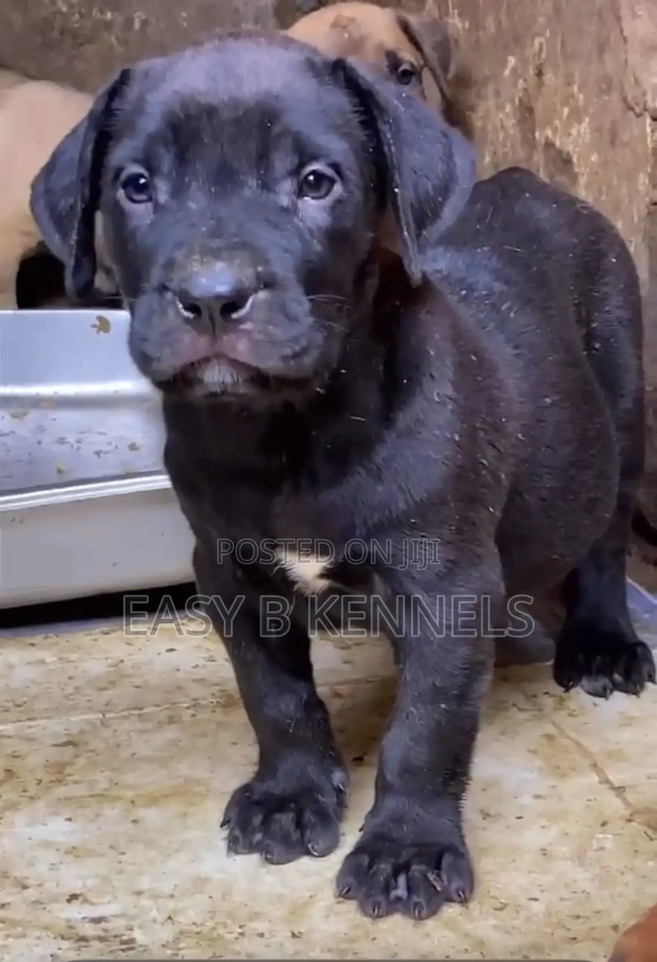 1-3 months Female Purebred Boerboel