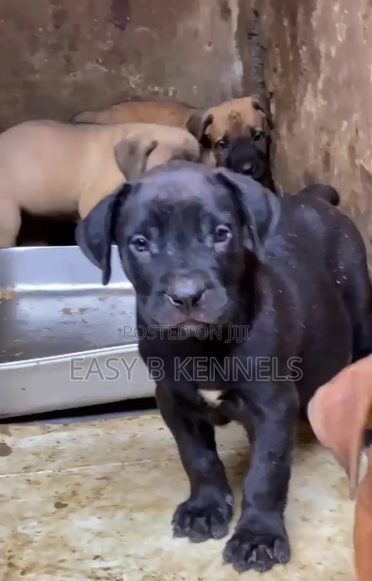1-3 months Female Purebred Boerboel