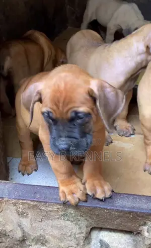 1-3 months Male Purebred Boerboel