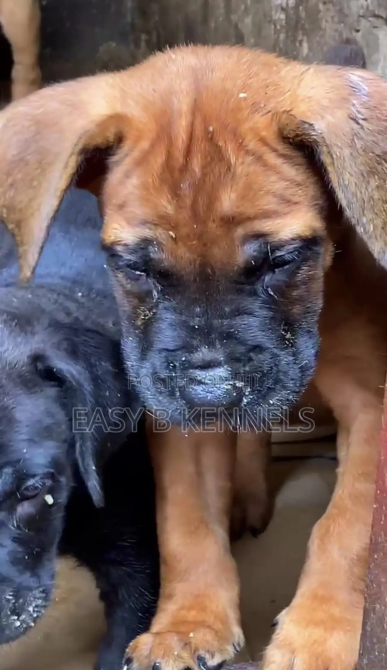 1-3 months Male Purebred Boerboel