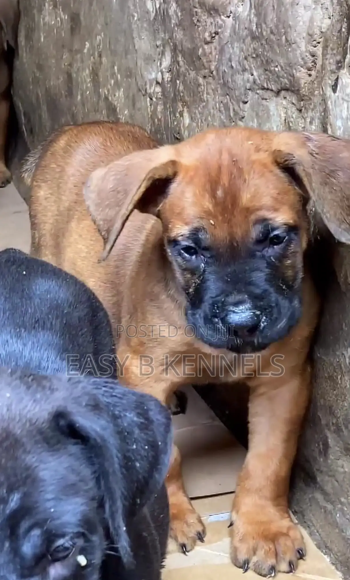 1-3 months Male Purebred Boerboel