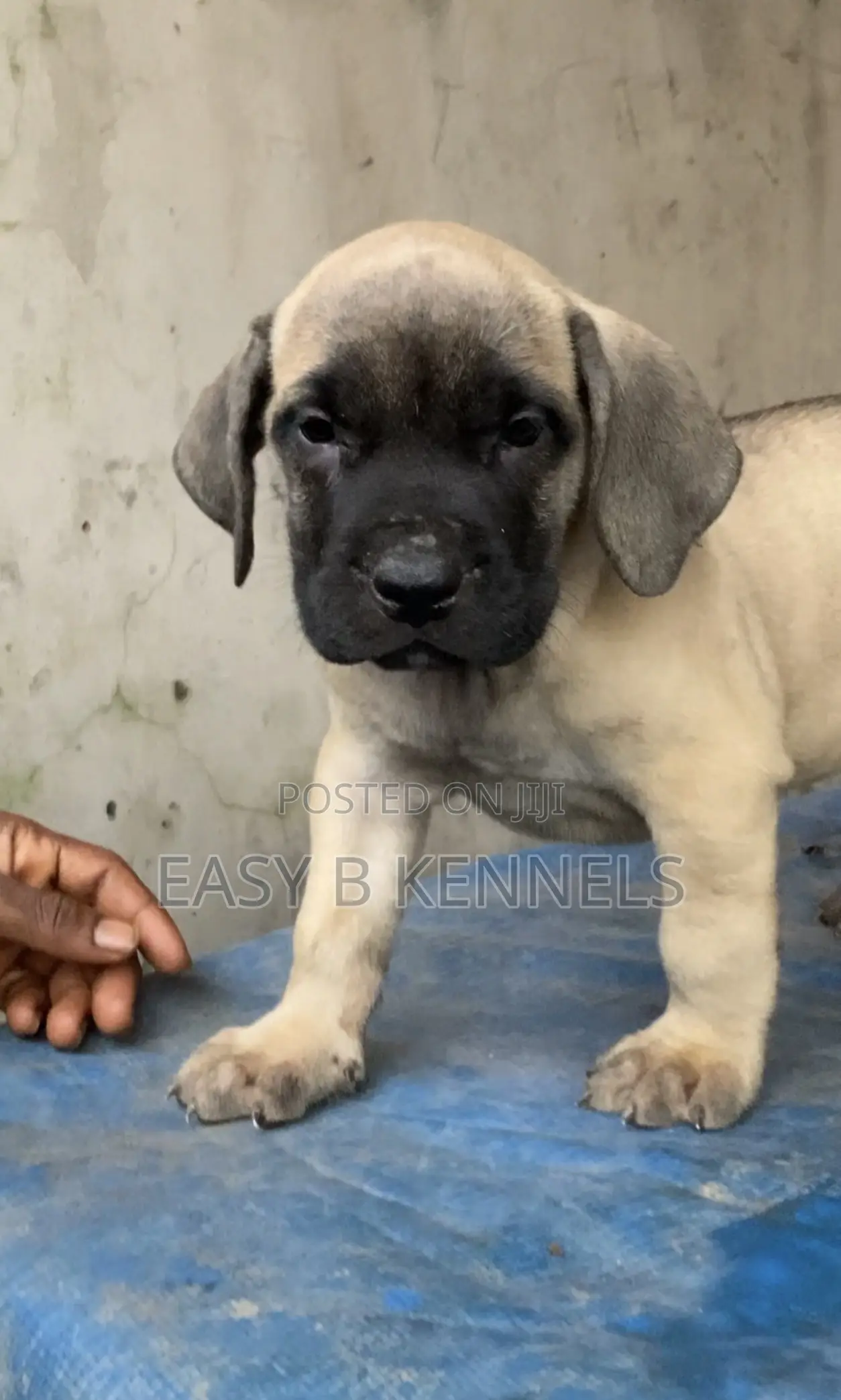 1-3 months Female Purebred Boerboel