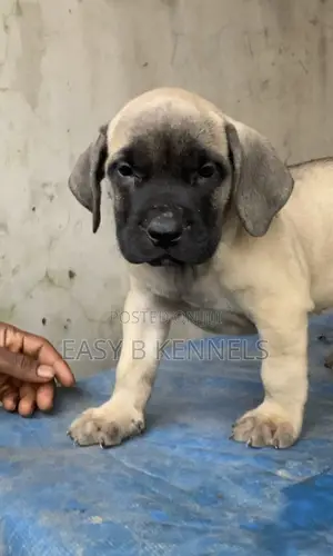 1-3 months Female Purebred Boerboel