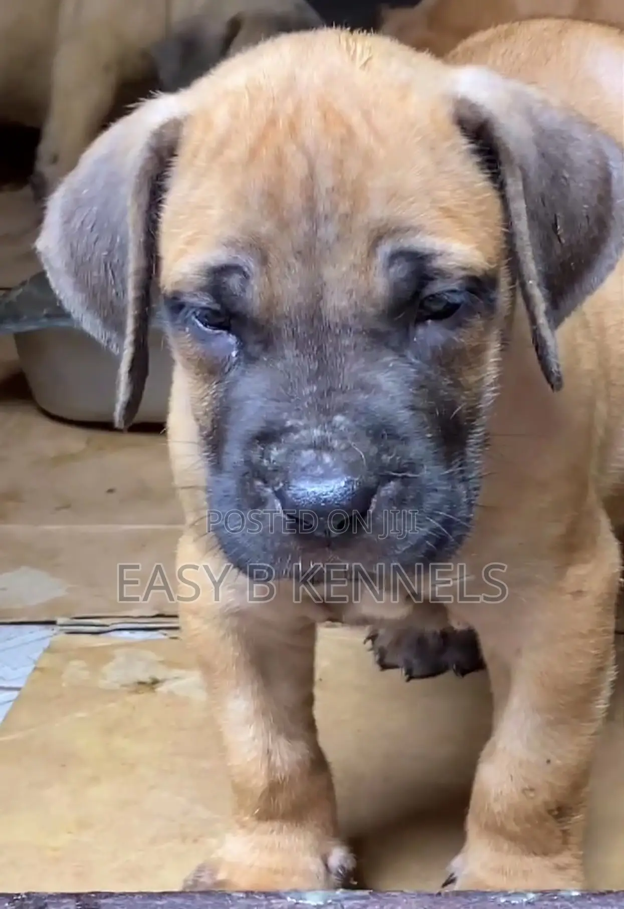 1-3 months Female Purebred Boerboel