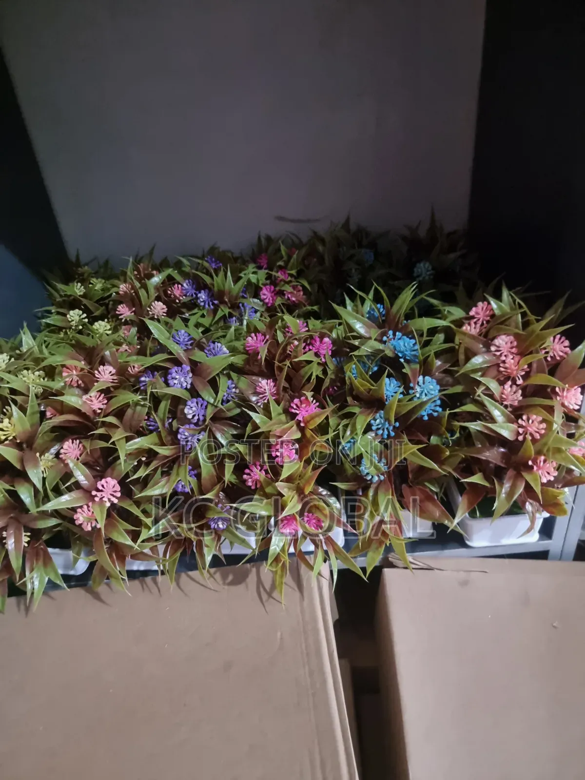Beautiful Face Cup Flower