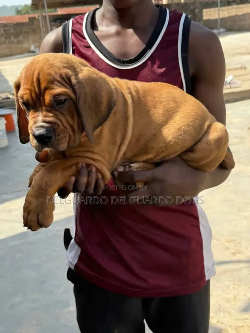 1-3 months Male Purebred Boerboel