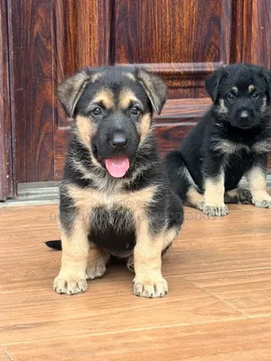 1-3 months Male Purebred German Shepherd