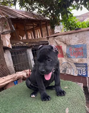 1-3 months Female Purebred Cane Corso