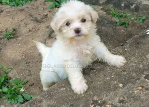 1-3 months Female Purebred Lhasa Apso