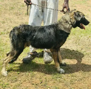 1+ year Male Purebred Caucasian Shepherd