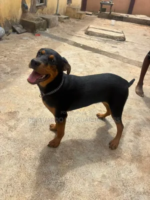 1+ year Female Purebred Rottweiler