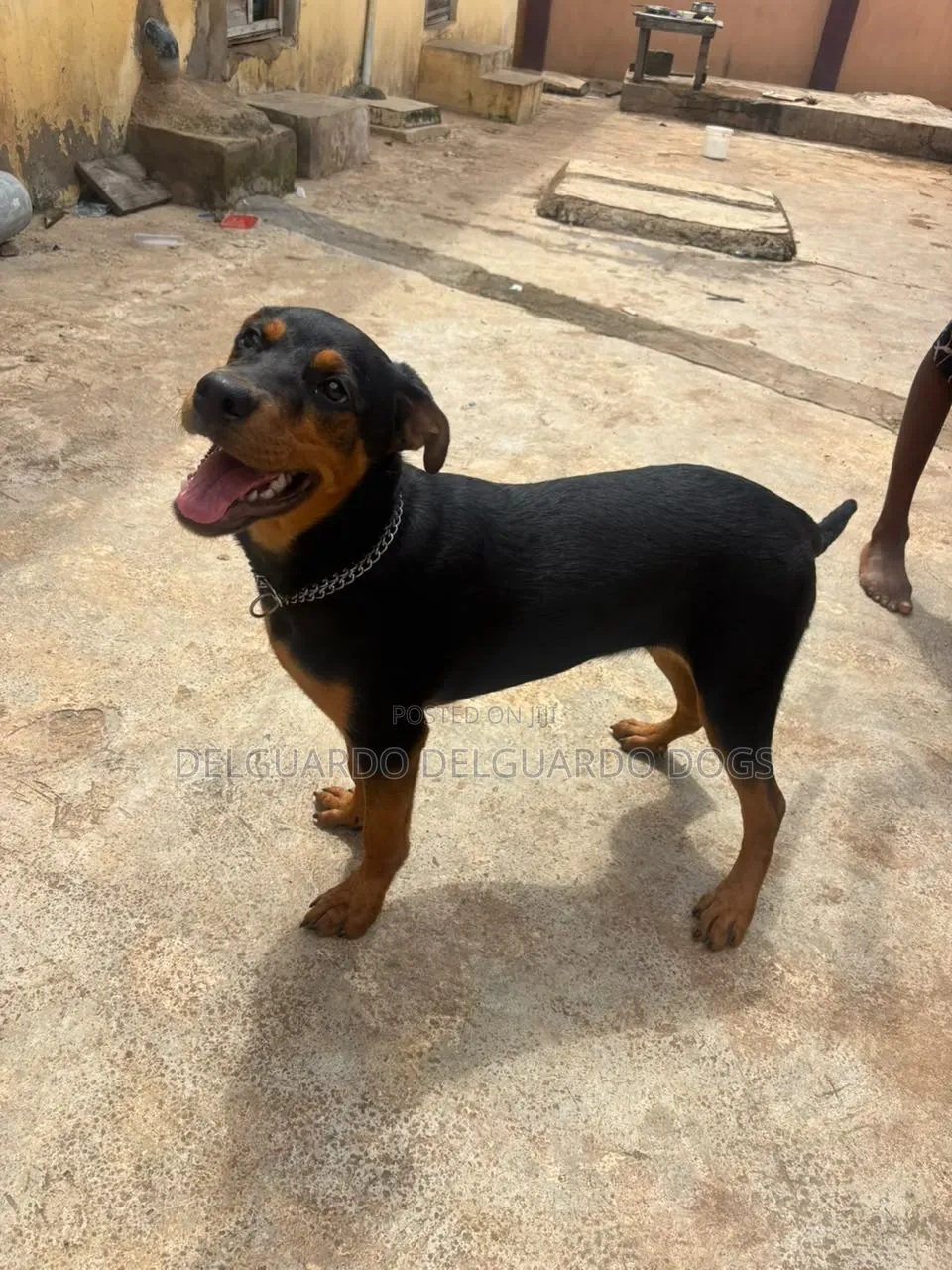 1+ year Female Purebred Rottweiler