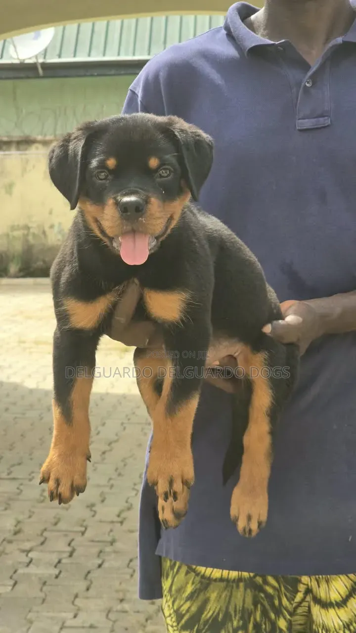 1-3 months Male Purebred Rottweiler