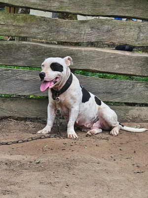 1+ year Female Purebred American Pit Bull Terrier