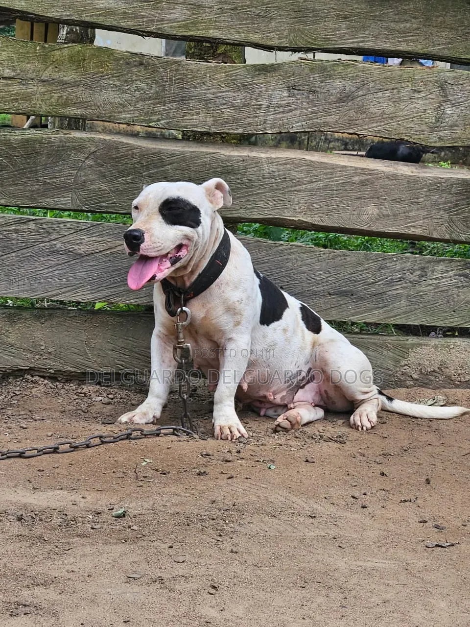 1+ year Female Purebred American Pit Bull Terrier