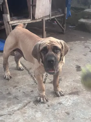 1+ year Male Purebred Boerboel