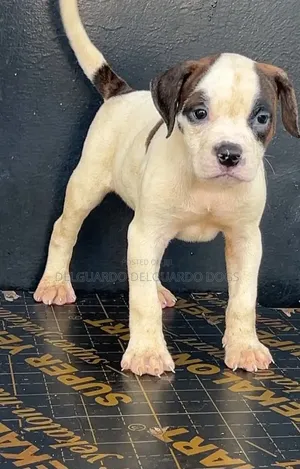 1-3 months Female Purebred Bulldog